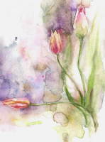 tulip